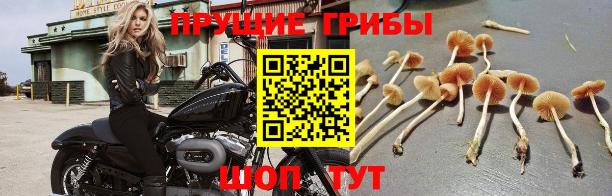 Псилоцибиновые грибы Psilocybine cubensis Надым